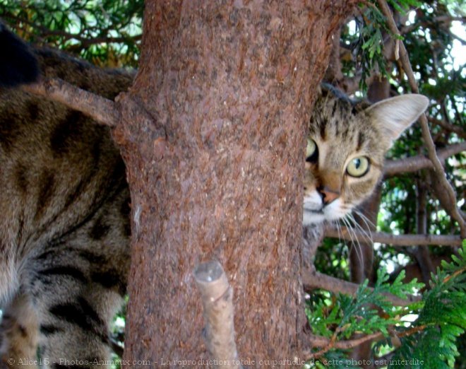 Photo de Chat domestique