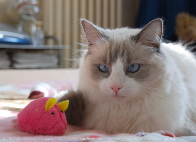 Photo de Ragdoll