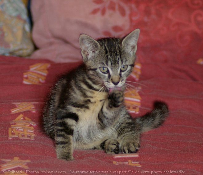 Photo de Chat domestique