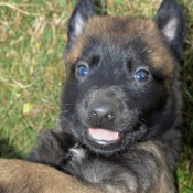 Photo de Berger belge malinois