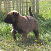 Photo de Berger belge malinois