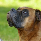 Photo de Boxer