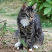 Photo de Maine coon