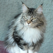 Photo de Maine coon