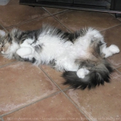 Photo de Maine coon