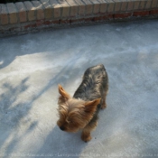 Photo de Yorkshire terrier