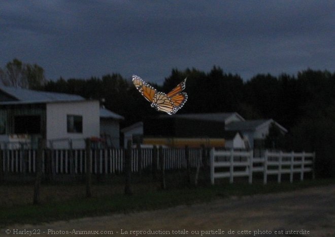 Photo de Papillon