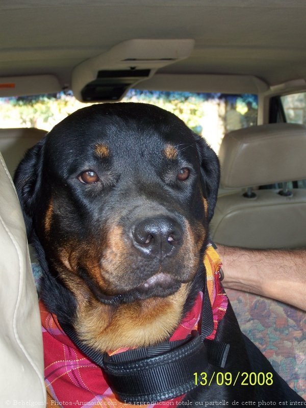 Photo de Rottweiler