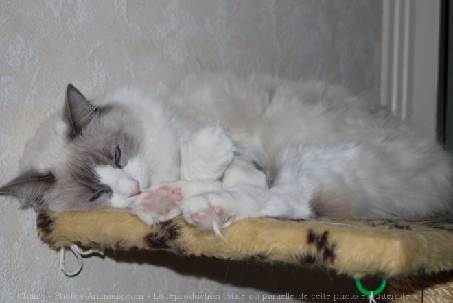 Photo de Ragdoll