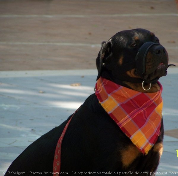 Photo de Rottweiler