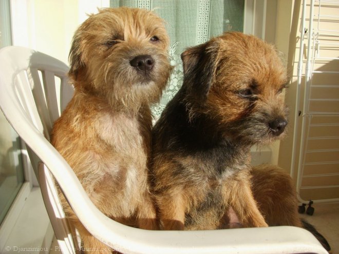 Photo de Border terrier