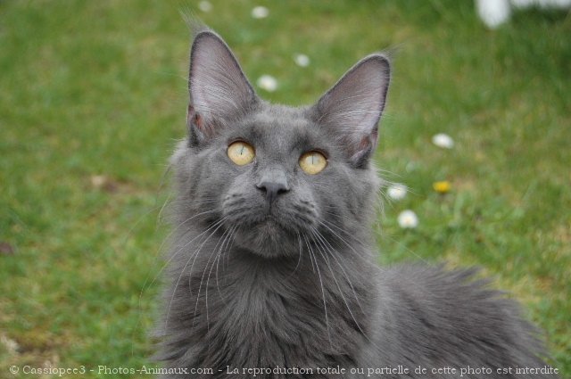 Photo de Maine coon