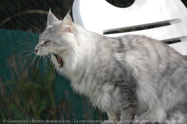 Photo de Maine coon