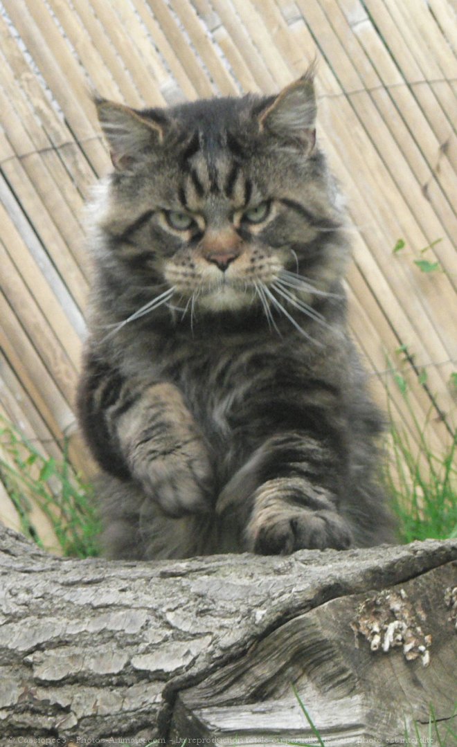 Photo de Maine coon