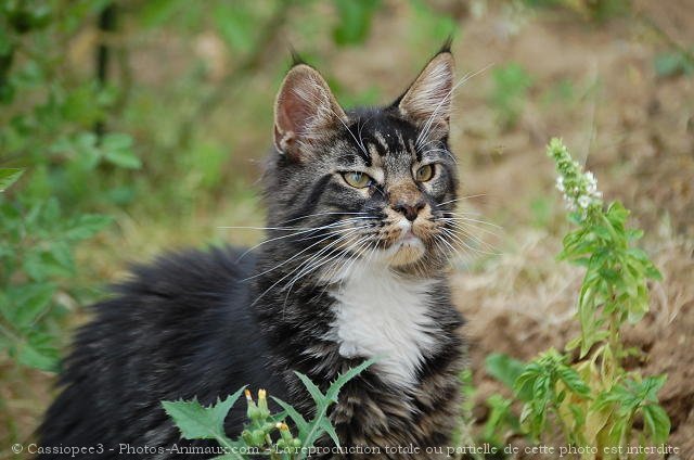 Photo de Maine coon