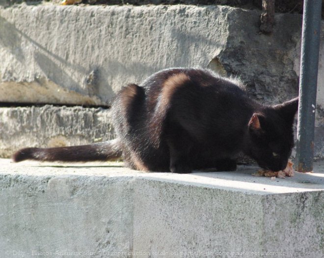 Photo de Chat domestique