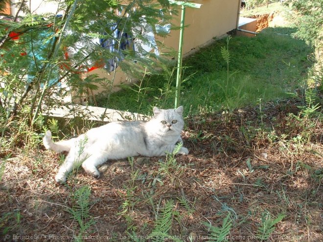 Photo d'Exotic shorthair