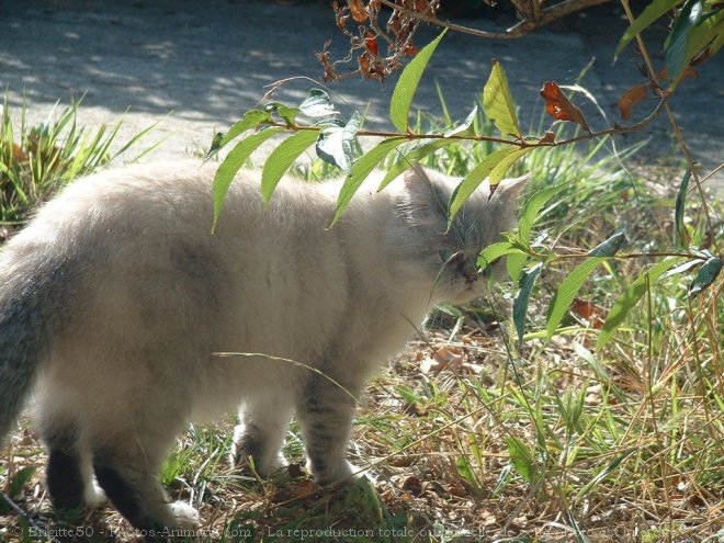 Photo d'Exotic shorthair