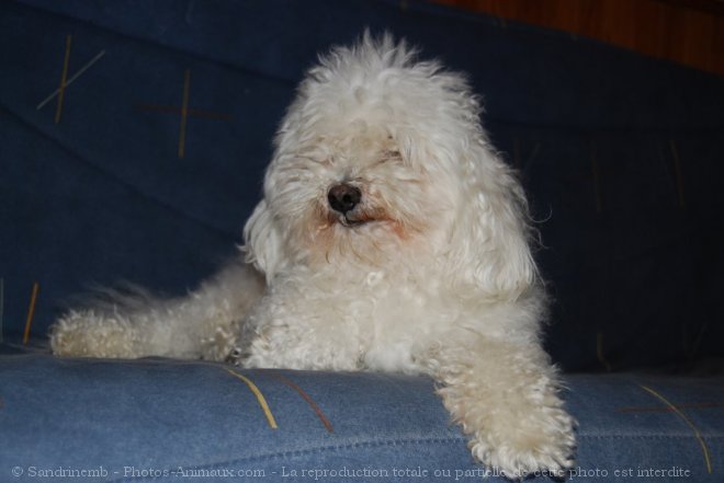 Photo de Bichon maltais