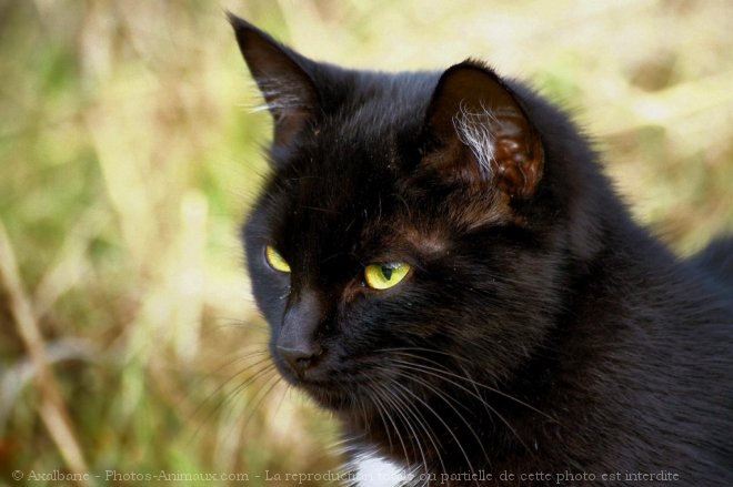 Photo de Chat domestique