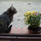 Photo de Chat domestique