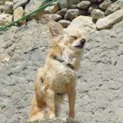 Photo de Chihuahua  poil long