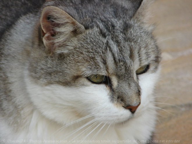 Photo de Chat domestique