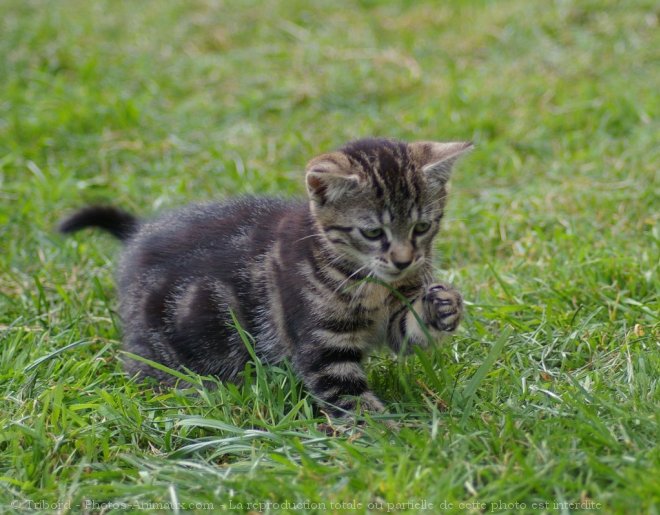 Photo de Chat domestique