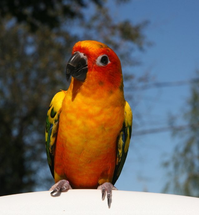 Photo de Conure soleil