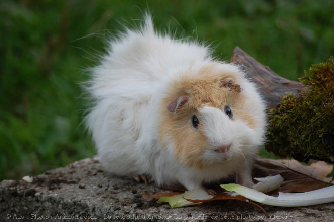 Photo de Cochon d'inde - abyssin / rosette