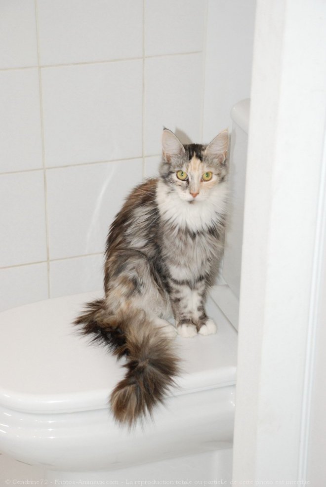 Photo de Maine coon