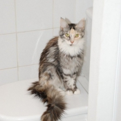 Photo de Maine coon