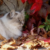 Photo de Chat domestique