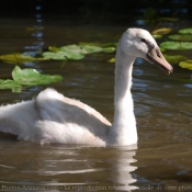 Photo de Cygne