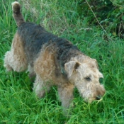 Photo d'Airedale terrier