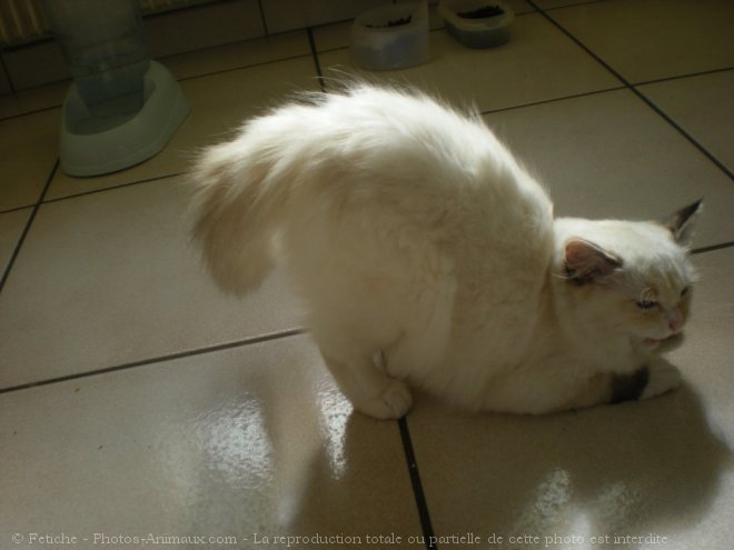 Photo de Ragdoll