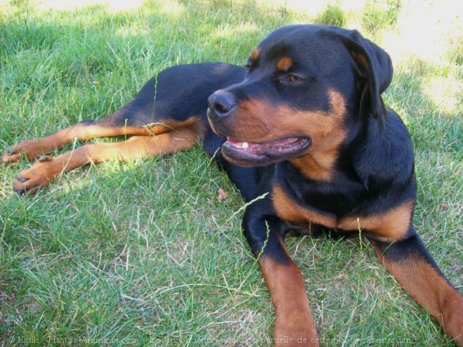 Photo de Rottweiler