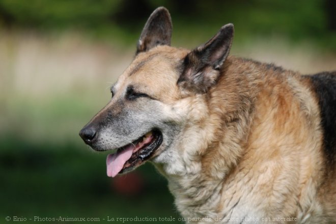 Photo de Berger allemand  poil court