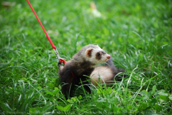 Photo de Furet