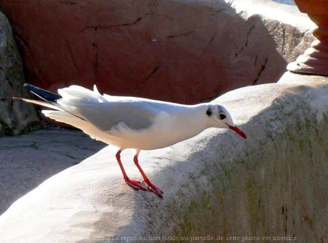 Photo de Mouette