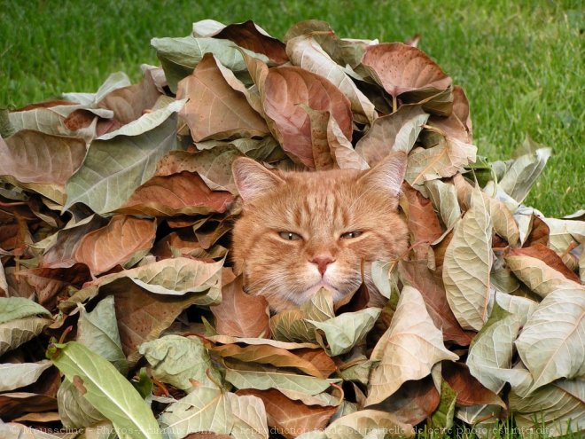 Photo de Chat domestique