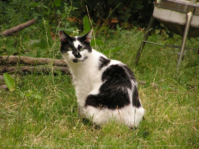 Photo de Chat domestique