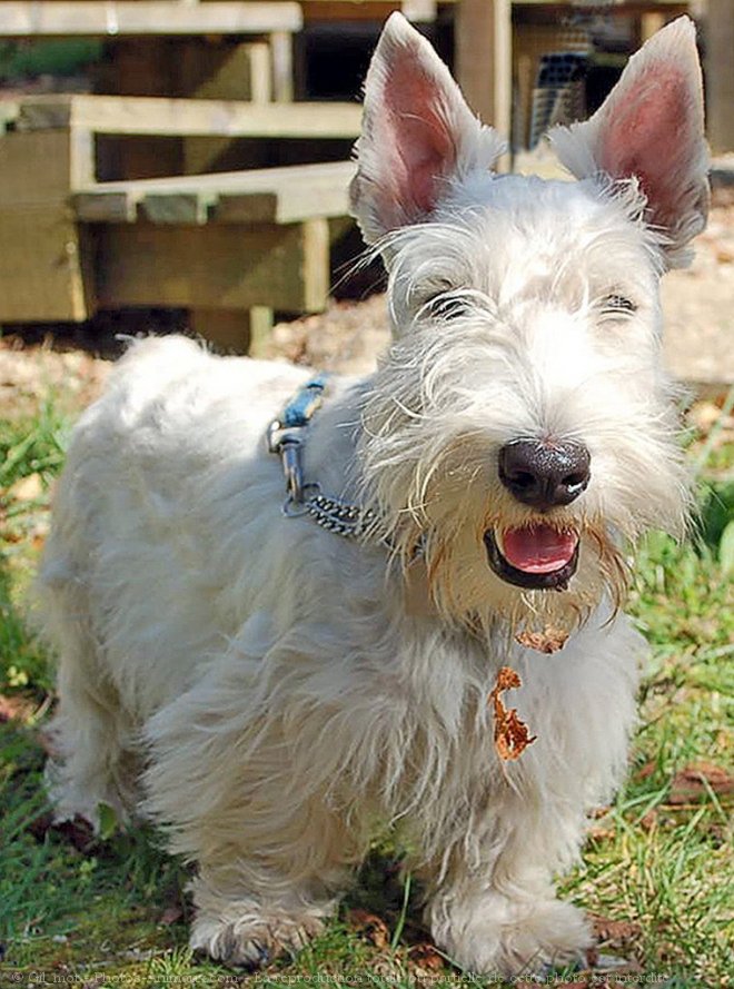 Photo de Scottish terrier