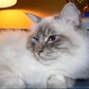 Photo de Sacr de birmanie