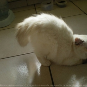 Photo de Ragdoll