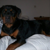 Photo de Rottweiler