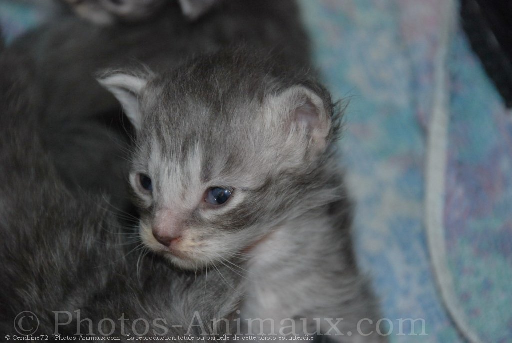 Photo De Maine Coon Bébé N° 493444 Sur Photos 0338