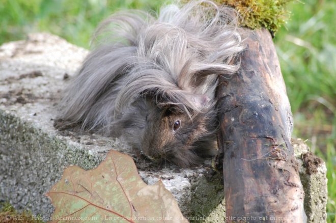 Photo de Cochon d'inde - pruvien