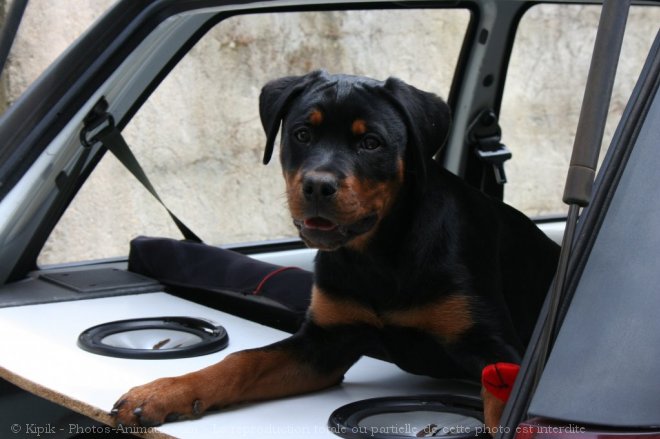 Photo de Rottweiler