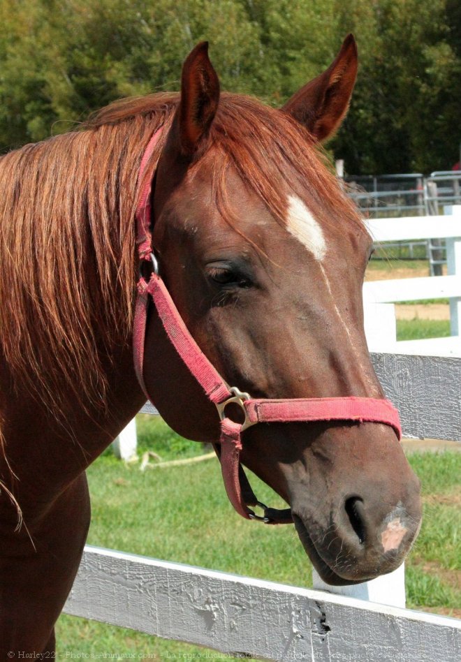 Photo de Quarter horse